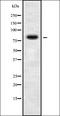 Phosphatidylinositol Glycan Anchor Biosynthesis Class Q antibody, orb338541, Biorbyt, Western Blot image 