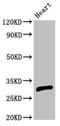 CCAAT Enhancer Binding Protein Epsilon antibody, orb53367, Biorbyt, Western Blot image 