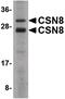 COP9 Signalosome Subunit 8 antibody, PA5-20539, Invitrogen Antibodies, Western Blot image 