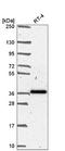 Secreted frizzled-related protein 1 antibody, NBP2-57336, Novus Biologicals, Western Blot image 