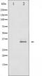 Cyclin-dependent kinase 1 antibody, TA325341, Origene, Western Blot image 