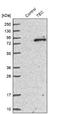 Tyrosine-protein kinase Tec antibody, NBP1-87206, Novus Biologicals, Western Blot image 