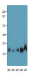 Neurensin 1 antibody, A66146-100, Epigentek, Western Blot image 