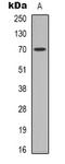 Heat shock 70 kDa protein 1A/1B antibody, orb339064, Biorbyt, Western Blot image 