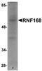 Ring Finger Protein 168 antibody, orb75191, Biorbyt, Western Blot image 