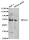 Semenogelin 1 antibody, TA332720, Origene, Western Blot image 