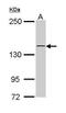 CG1 antibody, PA5-29523, Invitrogen Antibodies, Western Blot image 
