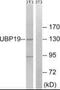 Ubiquitin carboxyl-terminal hydrolase 19 antibody, PA5-39507, Invitrogen Antibodies, Western Blot image 