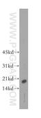 Cystatin 9 Like antibody, 13649-1-AP, Proteintech Group, Western Blot image 