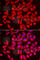 DDB1- and CUL4-associated factor 7 antibody, A6787, ABclonal Technology, Immunofluorescence image 