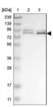 Forkhead box protein K1 antibody, NBP1-83109, Novus Biologicals, Western Blot image 