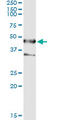 LARP antibody, LS-C197051, Lifespan Biosciences, Immunoprecipitation image 