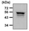 Mitogen-Activated Protein Kinase 8 antibody, MA5-15183, Invitrogen Antibodies, Western Blot image 