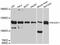 Nck-associated protein 1 antibody, A12229, ABclonal Technology, Western Blot image 