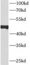 Keratin 15 antibody, FNab02199, FineTest, Western Blot image 