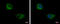 Keratin 71 antibody, GTX107343, GeneTex, Immunofluorescence image 