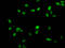 Histone Cluster 1 H1 Family Member E antibody, LS-C670367, Lifespan Biosciences, Immunofluorescence image 