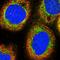 Mitochondrial Ribosomal Protein S9 antibody, HPA043476, Atlas Antibodies, Immunocytochemistry image 