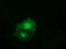 LRAT Domain Containing 2 antibody, TA501993, Origene, Immunofluorescence image 