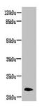 Neurensin-2 antibody, LS-C398560, Lifespan Biosciences, Western Blot image 
