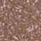 Histocompatibility Minor 13 antibody, NBP1-92389, Novus Biologicals, Immunohistochemistry paraffin image 
