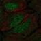 Serine/threonine-protein kinase DCLK1 antibody, PA5-64960, Invitrogen Antibodies, Immunofluorescence image 