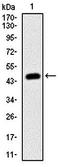 C-X-C Motif Chemokine Ligand 8 antibody, orb322984, Biorbyt, Western Blot image 