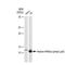 Histone Cluster 4 H4 antibody, GTX00775, GeneTex, Western Blot image 