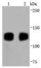 Neurotrophic Receptor Tyrosine Kinase 1 antibody, NBP2-67841, Novus Biologicals, Western Blot image 