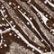 Coiled-Coil Domain Containing 57 antibody, HPA023342, Atlas Antibodies, Immunohistochemistry frozen image 