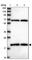 Ring Finger Protein 181 antibody, HPA046112, Atlas Antibodies, Western Blot image 