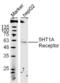 5-Hydroxytryptamine Receptor 1A antibody, orb10007, Biorbyt, Western Blot image 