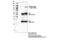 Janus Kinase 2 antibody, 66245S, Cell Signaling Technology, Immunoprecipitation image 