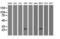BCL10 Immune Signaling Adaptor antibody, LS-C175303, Lifespan Biosciences, Western Blot image 