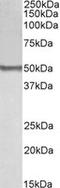 BLK Proto-Oncogene, Src Family Tyrosine Kinase antibody, LS-B9229, Lifespan Biosciences, Western Blot image 