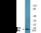 H2A Histone Family Member X antibody, EKC2429, Boster Biological Technology, Western Blot image 
