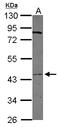AT antibody, LS-C155493, Lifespan Biosciences, Western Blot image 