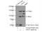 Angiomotin antibody, 24550-1-AP, Proteintech Group, Immunoprecipitation image 