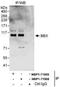 HMG box transcription factor BBX antibody, NBP1-71905, Novus Biologicals, Western Blot image 