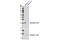 AD4 antibody, 9979T, Cell Signaling Technology, Western Blot image 