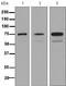 Dymeclin antibody, TA310432, Origene, Western Blot image 