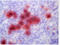 S100 Calcium Binding Protein A9 antibody, BM4027, Origene, Immunohistochemistry frozen image 