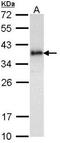 Baculoviral IAP Repeat Containing 7 antibody, orb73785, Biorbyt, Western Blot image 