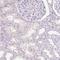Dynamin-I antibody, HPA049910, Atlas Antibodies, Immunohistochemistry frozen image 
