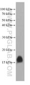 SML1 antibody, 66471-1-Ig, Proteintech Group, Western Blot image 