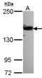 Rho guanine nucleotide exchange factor 5 antibody, NBP2-15457, Novus Biologicals, Western Blot image 