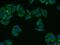 GIPC PDZ Domain Containing Family Member 1 antibody, 14822-1-AP, Proteintech Group, Immunofluorescence image 