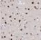 Family With Sequence Similarity 81 Member A antibody, NBP2-33295, Novus Biologicals, Immunohistochemistry frozen image 