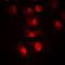 Max-like protein X antibody, orb214648, Biorbyt, Immunofluorescence image 
