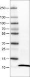 S100 Calcium Binding Protein A4 antibody, NBP2-52892, Novus Biologicals, Western Blot image 